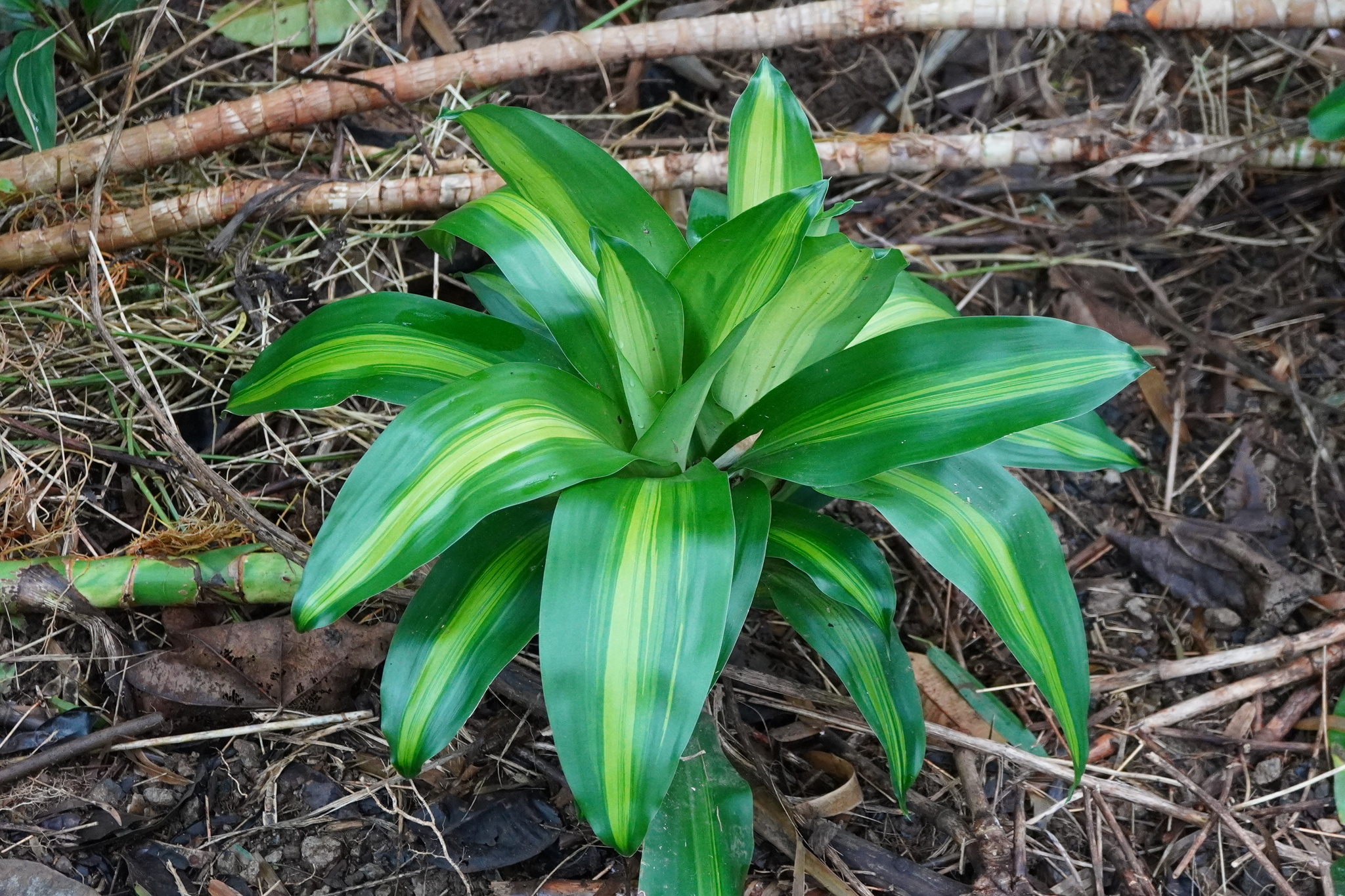 Song Of India (Dracaena reflexa)