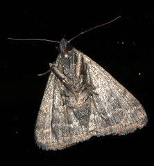 Nodaria cornicalis