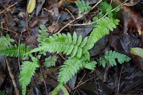 Blechnum appendiculatum, photograph 5