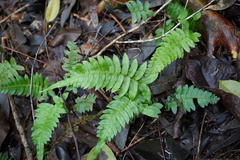 Blechnum appendiculatum, photograph author not stated, no rights reserved