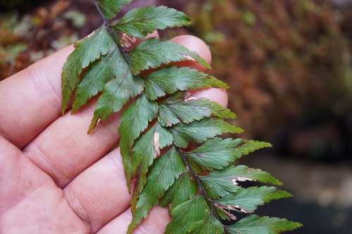 Asplenium polyodon observed 2026-03-21