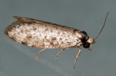 Lepidoscia