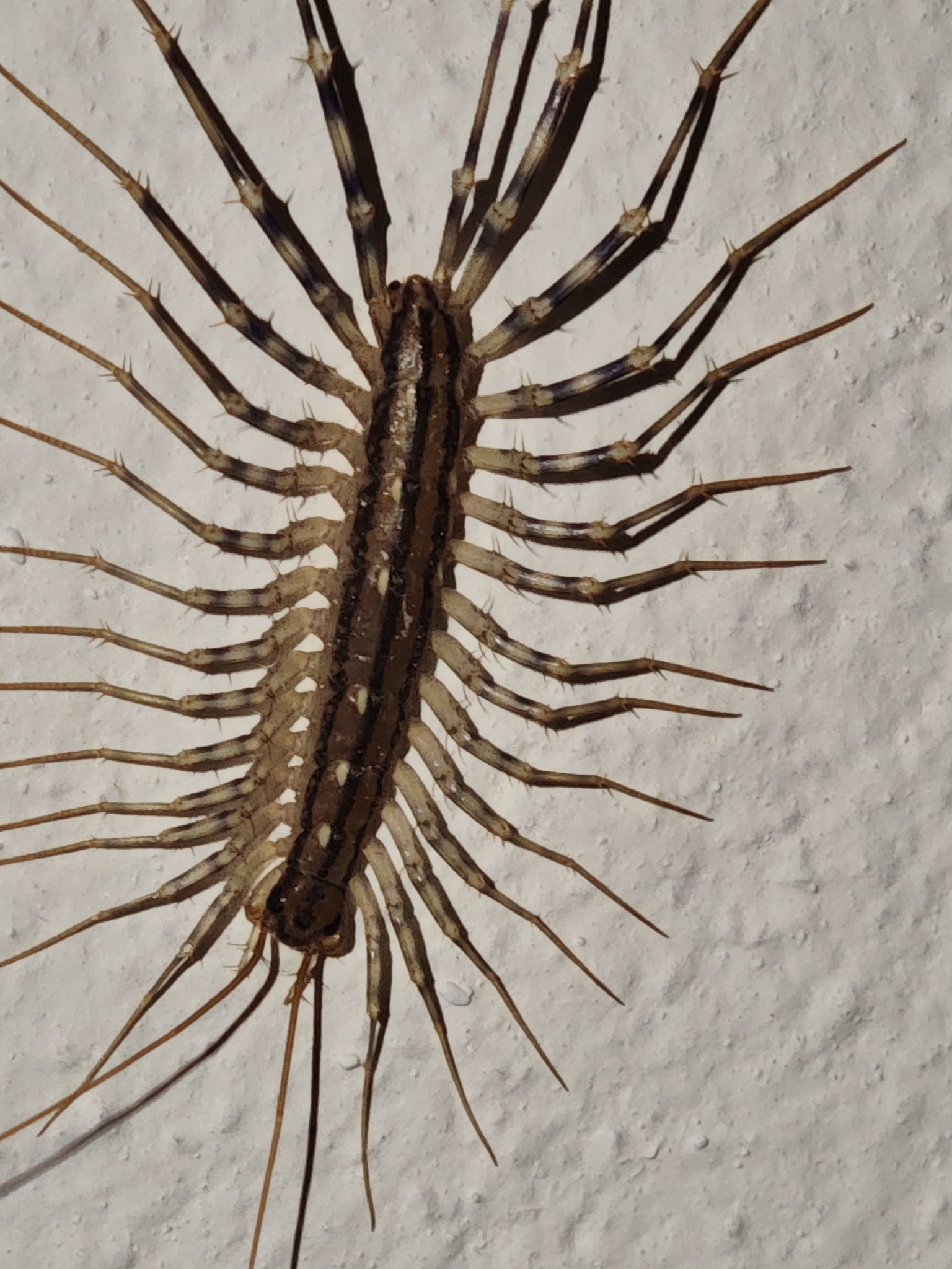 Ciempiés doméstico del Mediterráneo
