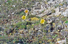 Papaver variegatum
