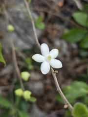 Casearia yucatanensis