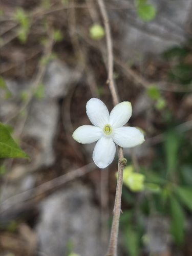 Casearia yucatanensis, photograph 2