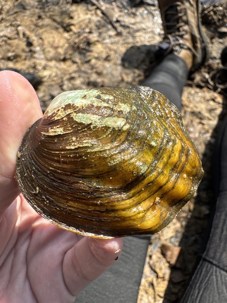 Three-ridge Mussel in March 2026 by kingjenna · iNaturalist