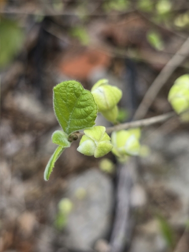 Casearia yucatanensis, photograph 3
