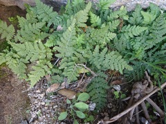 Woodsia cochisensis