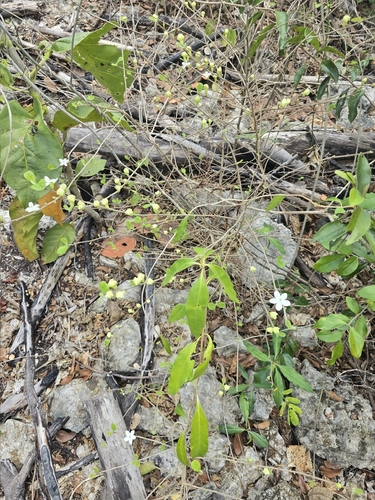 Casearia yucatanensis, photograph 5