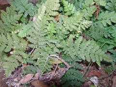 Woodsia cochisensis