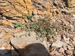 Euphorbia capitellata