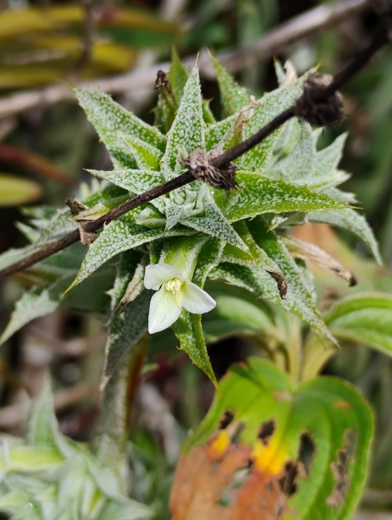 Orthophytum disjunctum
