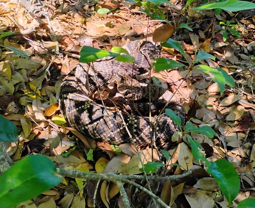 Eastern diamondback rattlesnake