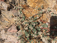 Euphorbia capitellata
