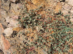 Euphorbia capitellata