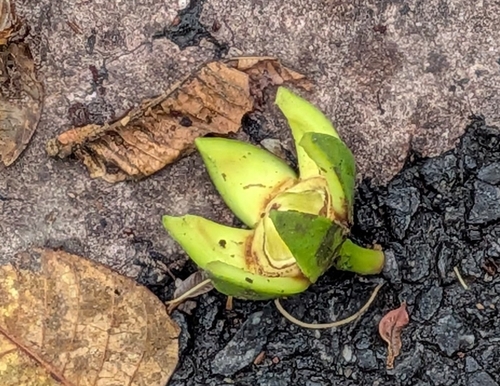 Duabanga grandiflora, photograph 6