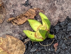 Duabanga grandiflora, photograph (c) Brodie Cass Talbott, some rights reserved (CC BY)