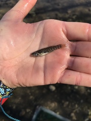 Etheostoma lepidum