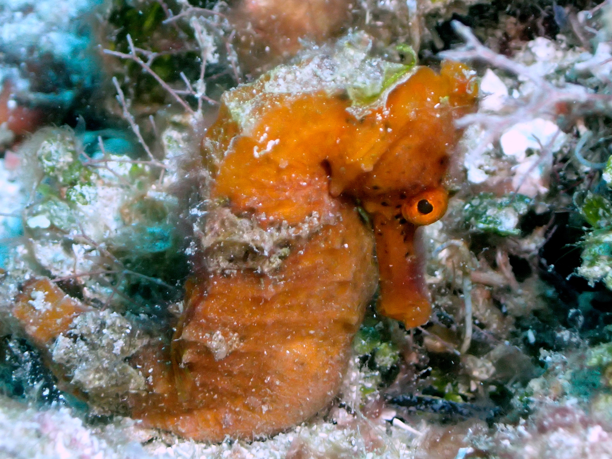 Longsnout cavalo-marinho ou Slender cavalo-marinho, Hippocampus reidi  amarelado, na frente de fundo branco fotos, imagens de © lifeonwhite  #10900562