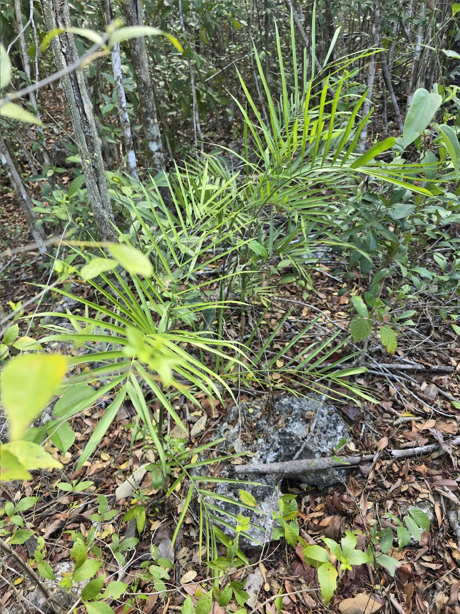 Seifriz's Chamaedorea (Chamaedorea seifrizii)
