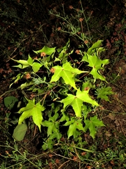Acer laetum