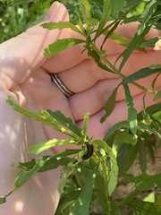 Trirhabda bacharidis