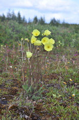 Papaver variegatum