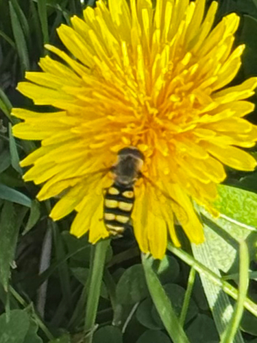 Unknown species found near S Dossett Dr, Johnson City, TN, US