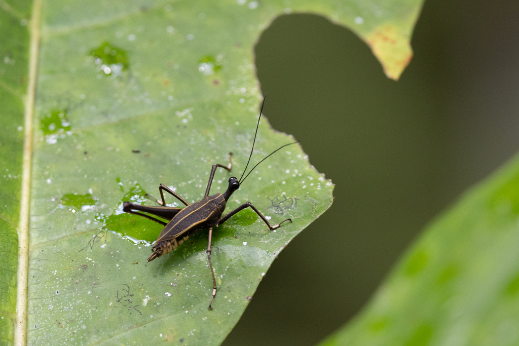 Ophiotettix limosina (Ophiotettix limosina)