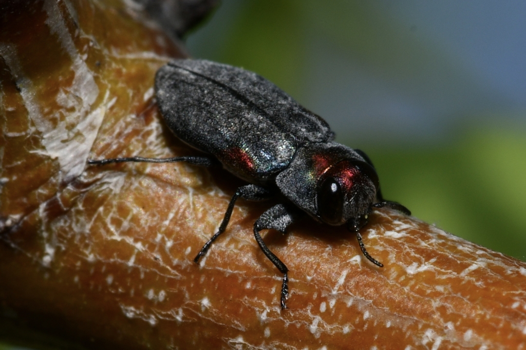 Chrysobothris acaciae