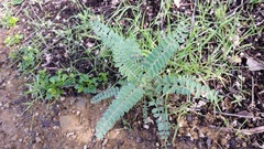 Astragalus trichopodus