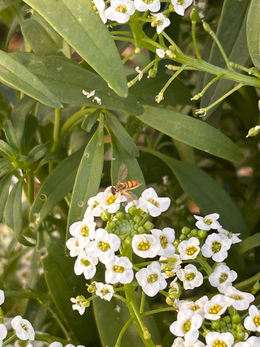 Unknown species found near E Carmen St, Tempe, AZ, US