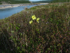 Papaver variegatum