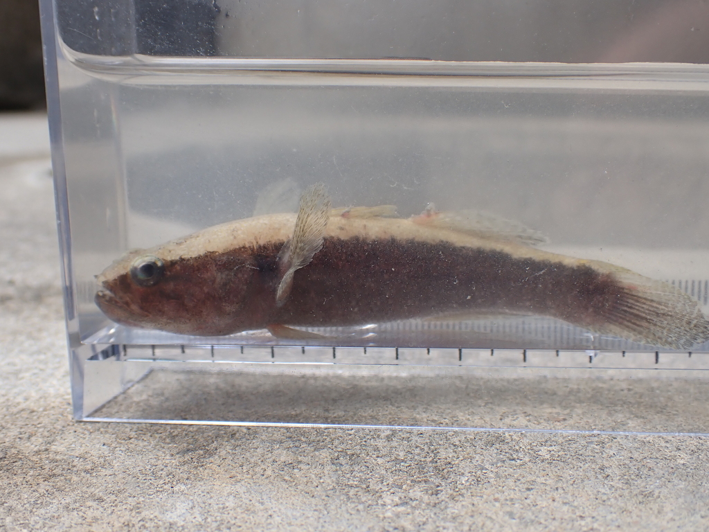 Black gudgeon (Eleotris melanosoma) — Eleotridae
