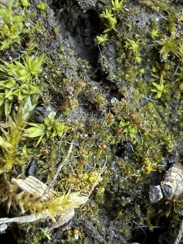 thick-nerved earth moss (Ephemerum crassinervium)