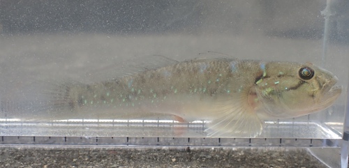 Acentrogobius viridipunctatus observed 2026-03-19