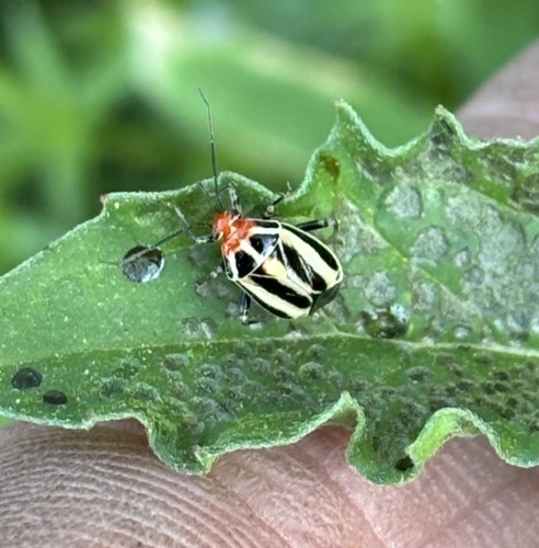 Four-lined plant bug