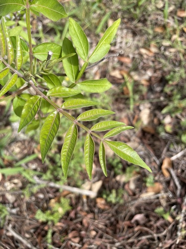 Prairie flameleaf sumac (Rhus lanceolata)