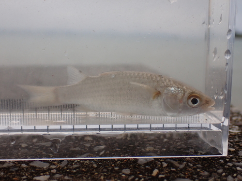 Largescale mullet (Chelon macrolepis) — Mugilidae — 5