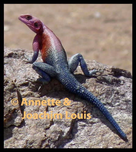 Mwanza Flat-headed Rock Agama