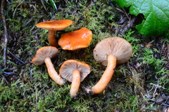 Lactarius substriatus