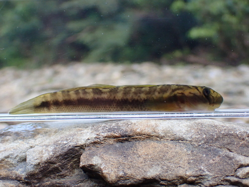 Japanse klimgrondel (Sicyopterus japonicus) — Gobiidae