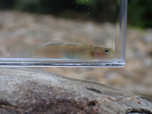 Armoured climbing goby (Lentipes armatus) — Gobiidae — 2