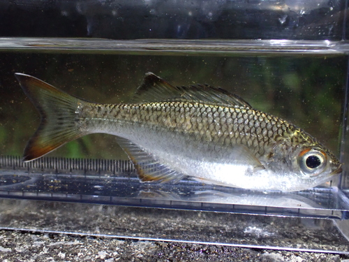Aholehole (Kuhlia marginata) — Kuhliidae