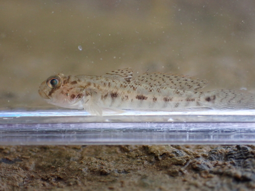 Eyebrow goby (Oxyurichthys ophthalmonema) — Gobiidae