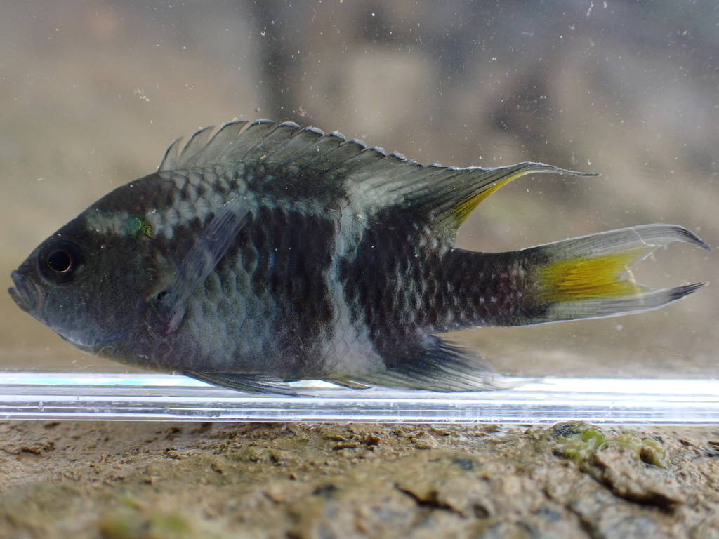 Blue ribbon demoiselle (Neopomacentrus taeniurus) — Pomacentridae