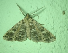 Melanolophiini
