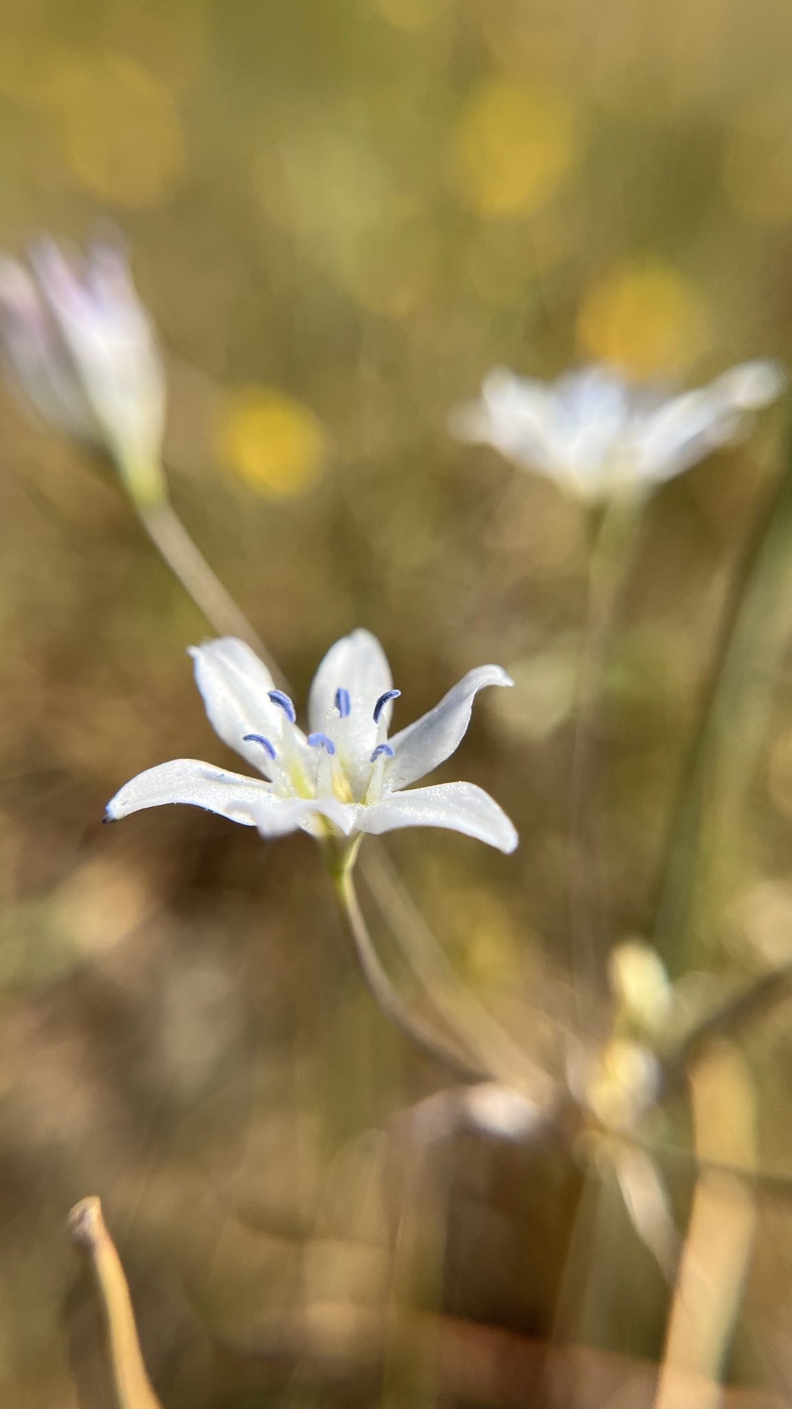 Glassy Wild Hyacinth (Triteleia lilacina)