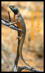 Agama aculeata
